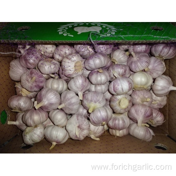 Fresh New Garlic Competitive Price